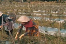 Rp 60 Ribum Musim Panas, Penyebab Naiknya Harga Cabai