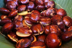 Dibalik Aromanya, Jengkol, Ternyata Baik untuk Kesehatan