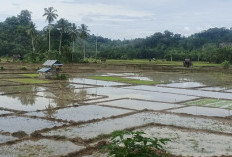 Hujan Turun, Petani Mulai Garap Sawah 