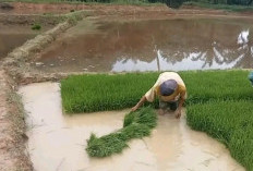 Dukung Sukseskan Panen Padi, Distan Terlibat