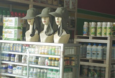 Harga Racun Kebutuhan Para Petani, Stabil Persatu Botol Rp 50 Ribu