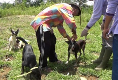 Vaksin HPR Gratis, Ada Pungutan Laporkan ke Distan Seluma