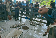 Permintaan Tinggi, Harga Ikan Mahal