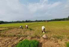 Ratusan Hektare Sawah di Seluma, Mulai Kekeringan