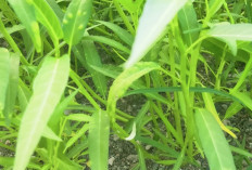 Bukan Kaleng-kaleng Manfaat Kangkung