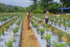 Polsek Talo Pantau Program Ketahanan Pangan Nasional di 13 Desa Gugus Tugas Polri