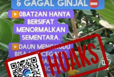 Mengkudu Atasi Darah Tinggi, Ternyata Hoax