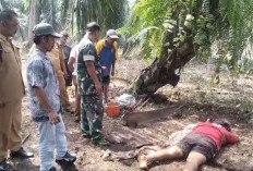 Berangkat ke Kebun Usai Ikut Posyandu, Warga Sidosari Seluma Ditemukan Meninggal di Kebun Sawit