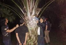   Maling Sawit Tumbang, Tiga Pelaku Tak Berkutik saat Diciduk Polsek Kedurang Ilir