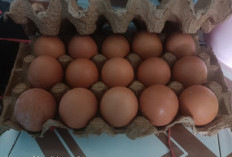 Berikut Berbagai Risiko Mengkonsumsi Telur, Apa Saja?