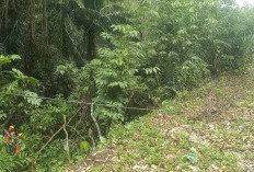 Gercep, Petugas PLN Perbaiki Kabel Induk Listrik, Tertimpa Kayu