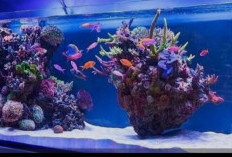 Panduan Lengkap Membersihkan Karang di Akuarium, Menjaga Keindahan dan Keseimbangan Ekosistem Laut Mini Anda