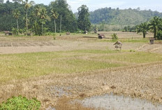 Tak Kunjung Hujan, 40 Hektare Lahan Sawah Terancam Kekeringan