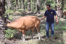 Hindari Penyakit, Kadistan Seluma Minta Peternak Batasi  Jual Beli Sapi Luar Daerah