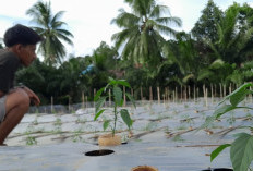 Trik Efektif Penanaman Cabai, Meningkatkan Hasil Panen