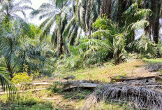 Cara Mengendalikan Sawit Trek, Langkah Efektif Lindungi Produktivitas Kebun