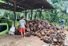 Daerah Seluma Barat  TBS Sudah Rp 2.030, Talo Rp 1.950, TBS Mulai Naik