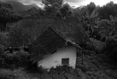 Kina: Senjata Rahasia Hindia Belanda Melawan Malaria