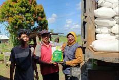 154 Ton Bantuan Benih Padi untuk 415 Gapoktan Tersalurkan