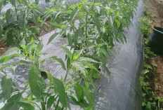 4 Tips Menyiram Tanaman Cabe Agar Berbuah Banyak