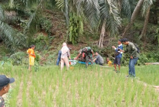 Kejar Sukses Swasembada Pangan, Bhabinsa Ikut ke Lahan Persawahan