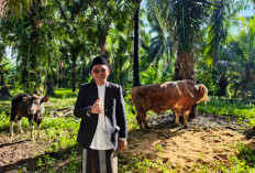  Usai Sholat Idul Adha, Bupati Seluma Salurkan Hewan Kurban Presiden Bagi Warga Seluma