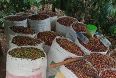 Harga Biji Kopi di Seluma Masih Tinggi, Capai Rp 63 Ribu Jelang Puncak Musim