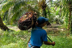 Distan Seluma Tak Realisasikan DBH Sawit, Petani Sawit Sangat Dirugikan