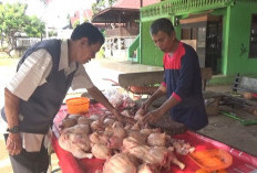 Harga Daging Ayam, Berangsur Turun Pasca Lebaran