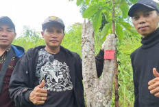 Turun Status Kawasan HL Jadi HPT, Tim BPKH Lampung Pasang Patok Tapal Batas