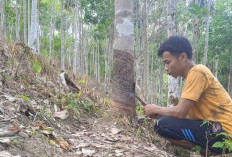 Harga Karet di Seluma Rp 10 Ribu per Kg, Petani Keluhkan Beban Produksi