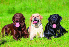 Bupati Lebong Terbitkan Surat Edaran Wajibkan Pengandangan Anjing, Pelanggar Terancam Denda Rp 50 Juta