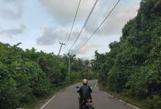 Pengendara Seluma-BS  Hati-hati, Kabel Bertegangan Tinggi Kendor