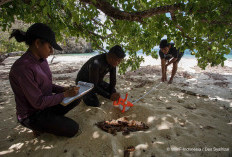  Ekpedisi Ilmiah, Menyibak Keajaiban Biota Kunci Kepulauan Tersembunyi Beranda Nusantara
