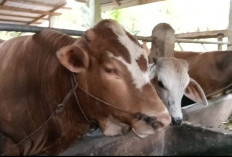 964 Ekor Hewan Qurban, Siap Sembelih