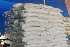 Harga Pupuk Non Subsidi di Masyarakat di Ilir Talo, Tetap Stabil 