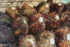 Harga TBS di RAM Talo Naik  Rp 2.240/ Kg Pendapatan Petani Stabil 