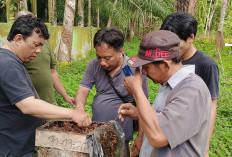 Bumdes Lubuk Gilang, Jadi Penghasil Madu di Seluma