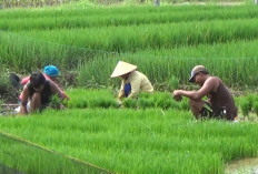 Poktan Terima Bantuan Benih Padi 150 Ton