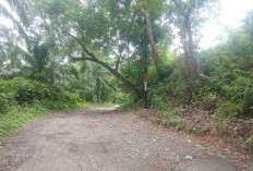 Jalan Desa Pagar Agung - Talang Perapat Akan Dibangun, Kini Kondisi Jalan Rusak Parah