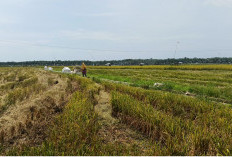 Produktivitas Cetak Sawah Rakyat Seluma Masih Rendah, Distan Optimistis Meningkat pada Musim Tanam Kedua