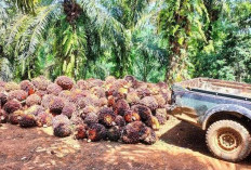 Sempat Anjlok, Harga TBS Merangkak Naik