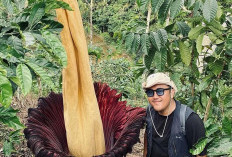 Bunga Bangkai, Keunikan Flora dengan Bau Menyengat