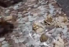  SPPG di Nganjuk Minta Maaf, Siomay MBG  Keras Seperti Batu