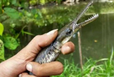 Badan Ikan, Moncong Buaya, Alligator Gar Ikan yang Dilarang Beredar, Namun Mudah Ditemui di Pasaran