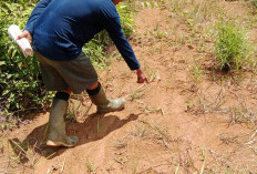 Pengakuan Pemanen Sawit di Talang Kebun, Sudah 2 Kali Ketemu Jejak Harimau      