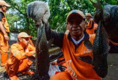  Operasi Pemusnahan Ikan Sapu-sapu di Jakarta, 68.800 Ekor Berhasil Ditangkap