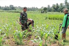 Peduli Ketahanan Pangan, Babinsa Bersihkan Lahan Sawah