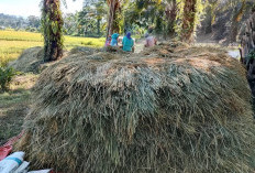 Hasil Panen Padi Petani Stabil, Capai 5 Ton per Hektare