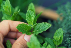 Daun Mint Lebih dari Hanya Rasa Segar dalam Masakan